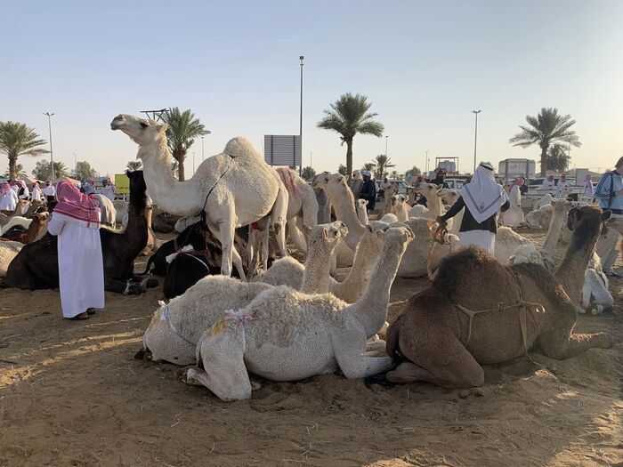 Saudi Arabia サウジアラビア観光 キャメルマーケット Buraidah Camel Market