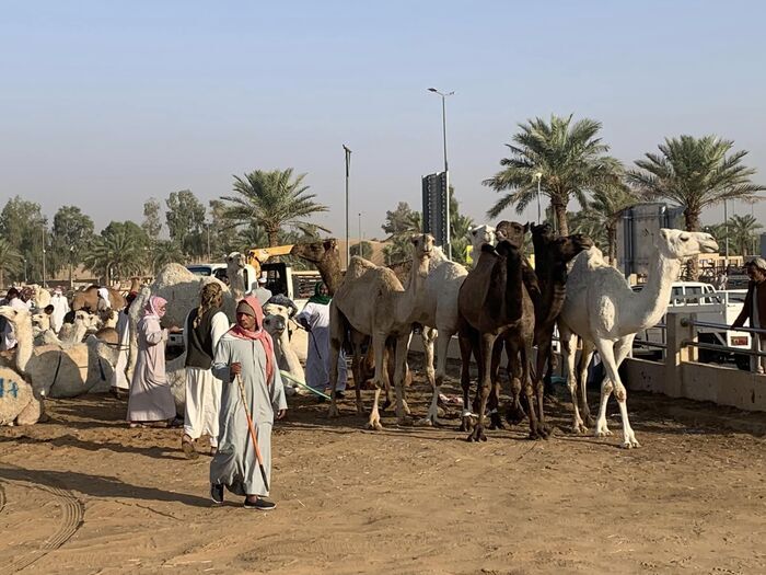 Saudi Arabia サウジアラビア観光 キャメルマーケット Buraidah Camel Market