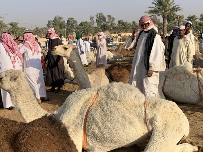 Saudi Arabia サウジアラビア観光 キャメルマーケット Buraidah Camel Market