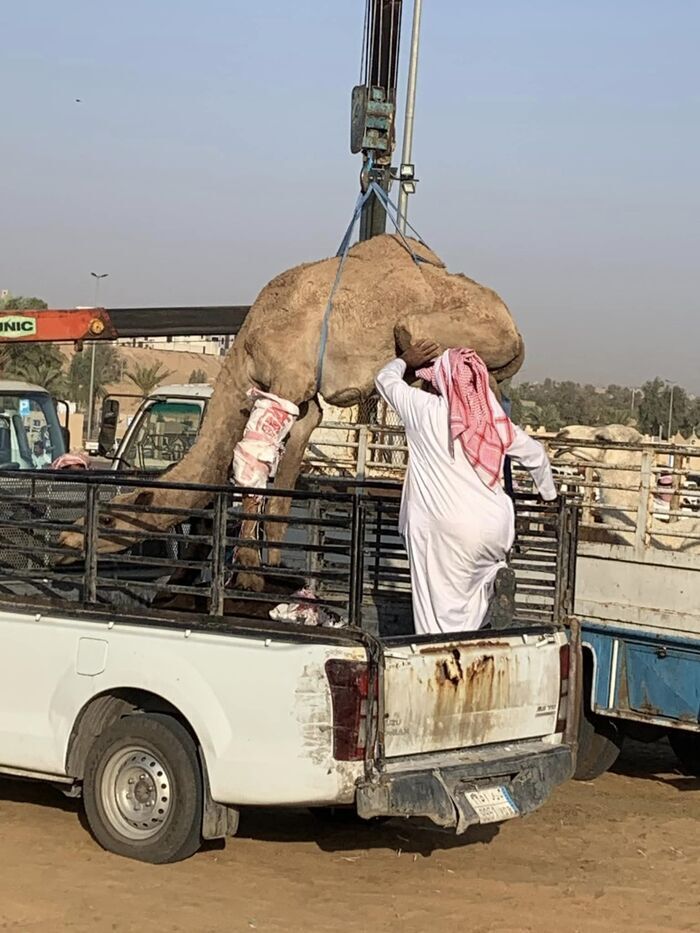 Saudi Arabia サウジアラビア観光 キャメルマーケット Buraidah Camel Market