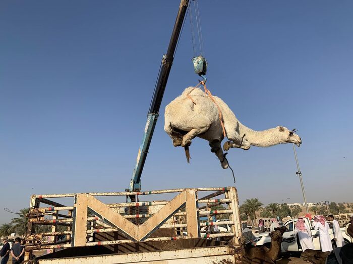 Saudi Arabia サウジアラビア観光 キャメルマーケット Buraidah Camel Market