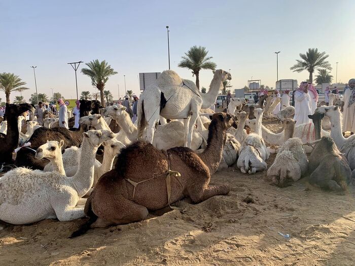 Saudi Arabia サウジアラビア観光 キャメルマーケット Buraidah Camel Market