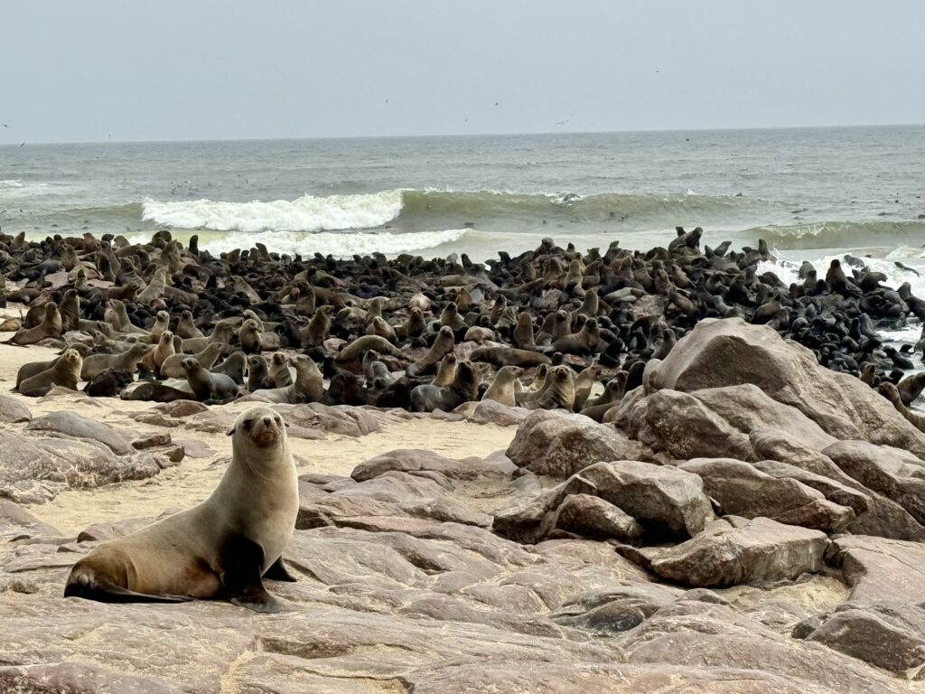 ナミビア 観光 おすすめ ランキング 行き方 絶景 海外旅行 アフリカ アザラシ シーコロニー ケープクロス