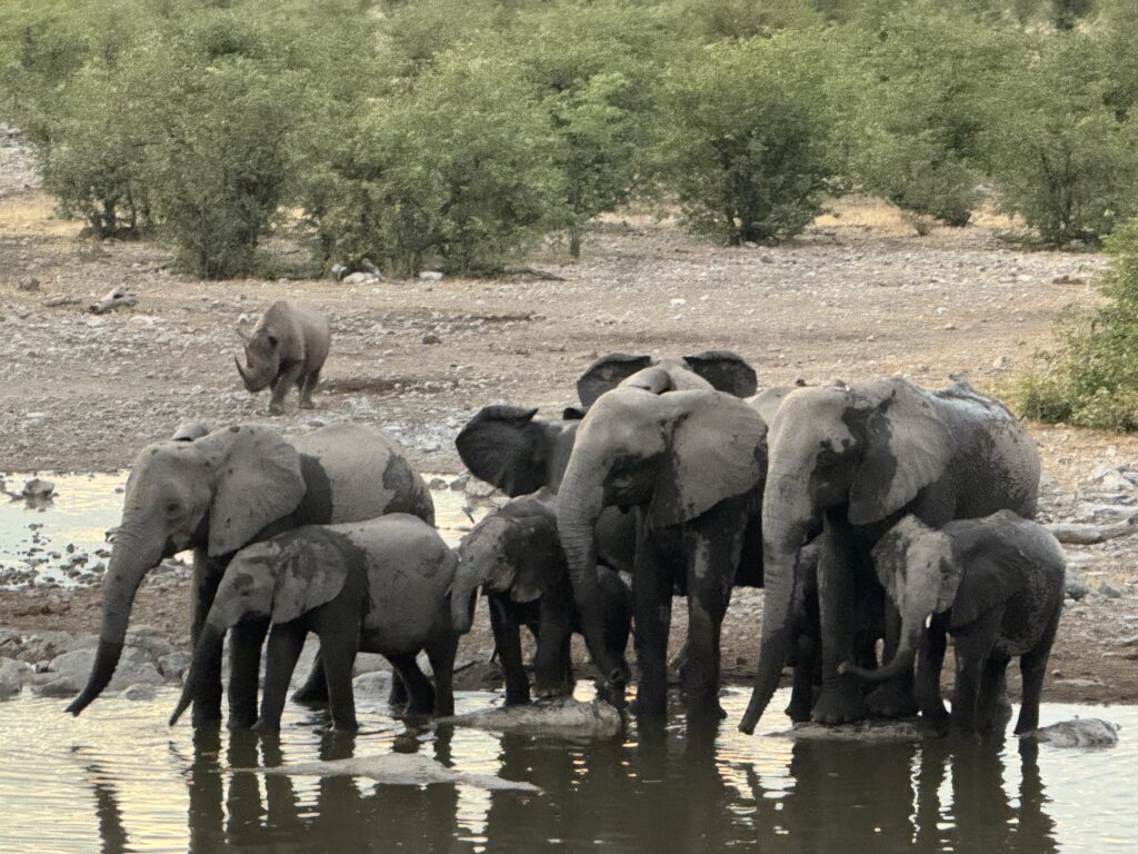 ナミビア 観光 おすすめ ランキング 行き方 絶景 海外旅行 アフリカ エトーシャ