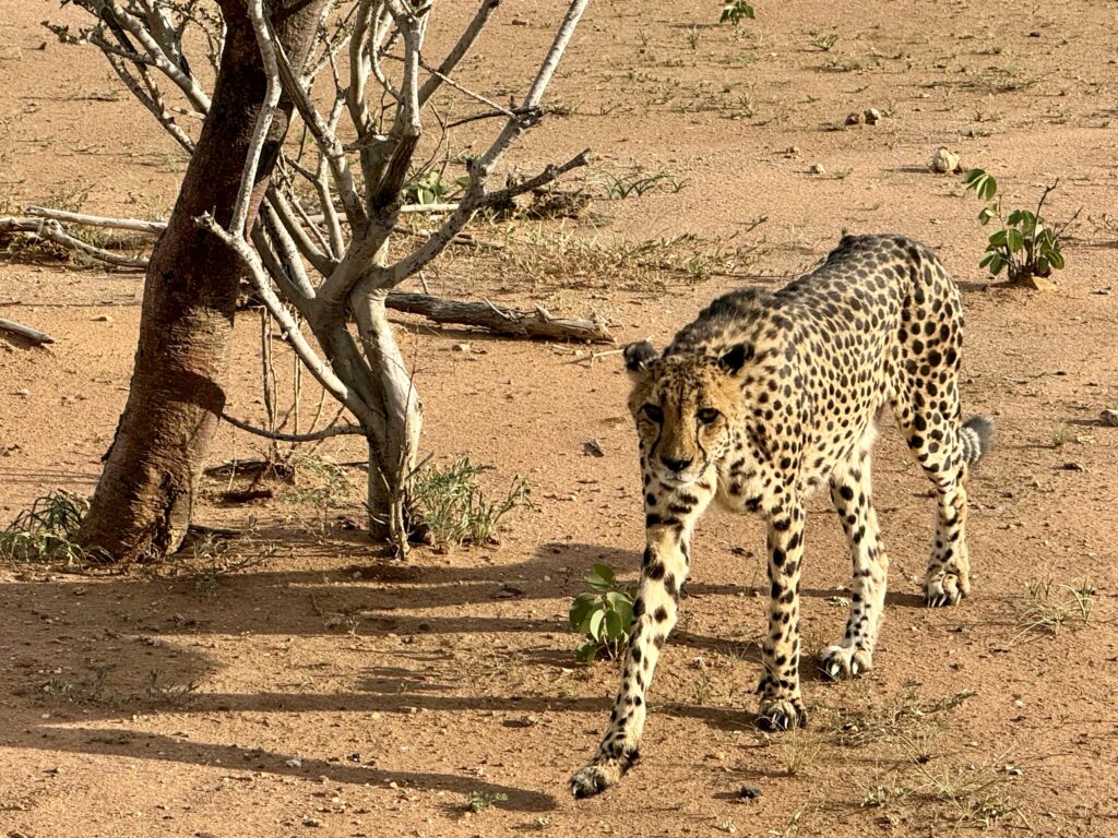 ナミビア 観光 おすすめ ランキング 行き方 絶景 海外旅行 アフリカ チーターパーク