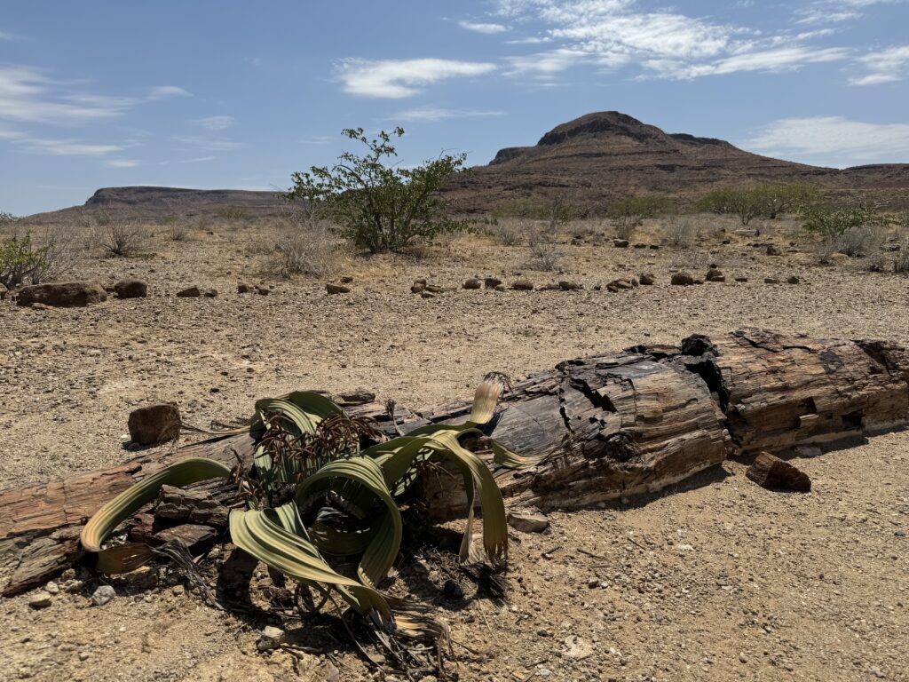 ナミビア 観光 おすすめ ランキング 行き方 絶景 海外旅行 アフリカ Petrified forest