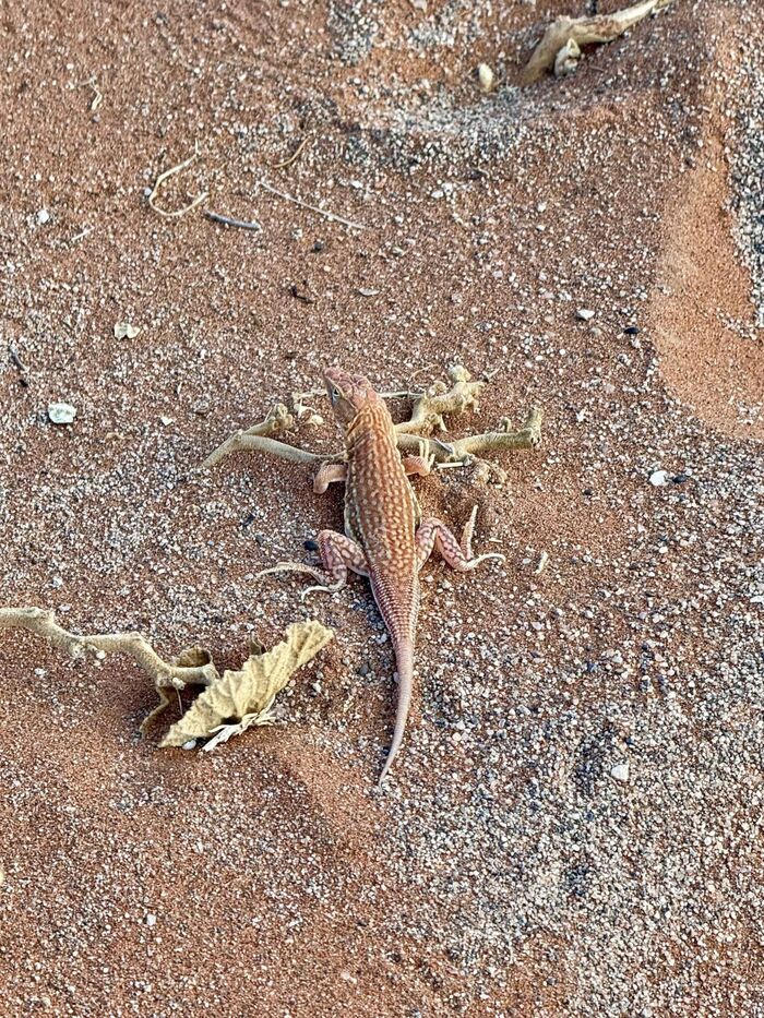 ナミビア　ナミブ砂漠　観光　おすすめ　絶景　行きたい　アフリカ旅行