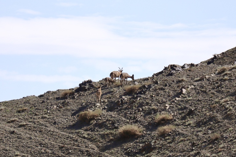 Ibex ゴビ砂漠の観光 ヨリーン・アム渓谷 Yolyn Am Canyon