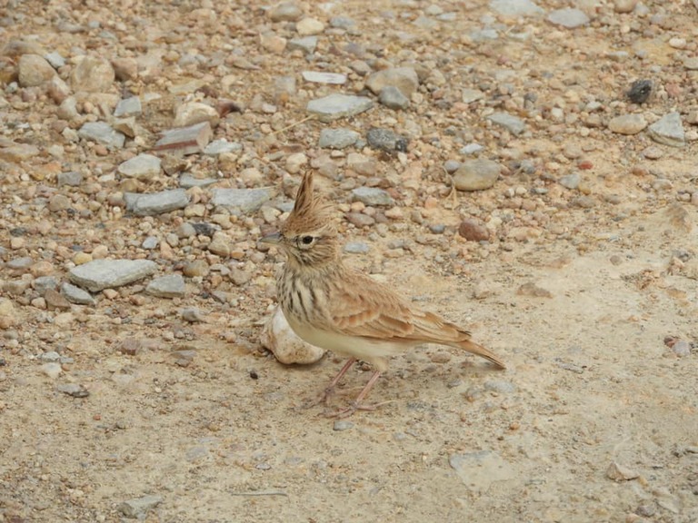 クサール・ハダダにた鳥 タタウィーン マトマタ スターウォーズのロケ地 チュニジアの観光