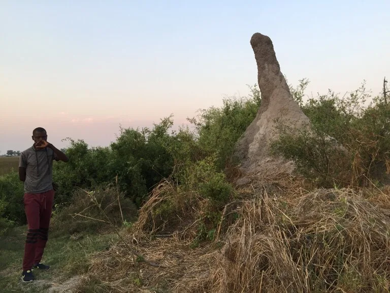 オカバンゴ・デルタ ボツワナの世界遺産 観光