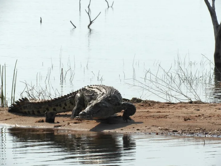 カリバ湖 ジンバブエの観光 ワニ