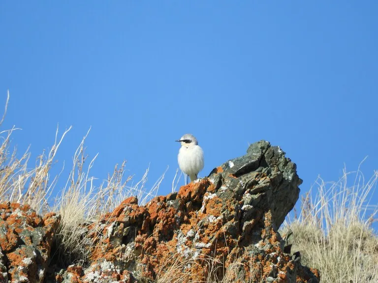 ソンクル湖 キルギス 観光 天国に一番近い湖 野鳥