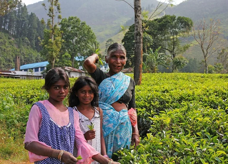 ヌワラ・エリヤ 茶摘みをする女性たち スリランカ 観光