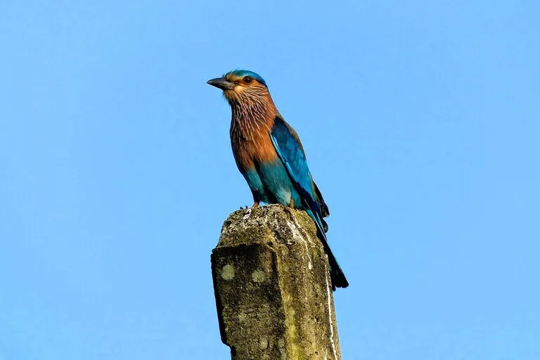 ヤーラ国立公園 スリランカ 観光 世界遺産