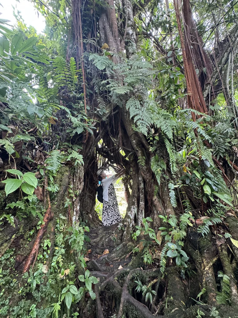 Topinang-vine-bridge ブーゲンビル パプアニューギニア 観光 自然のつる橋