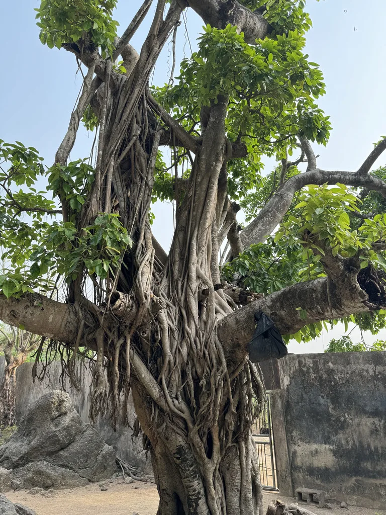ナイジェリアの観光名所 オルモロック(olumo rock )にある木