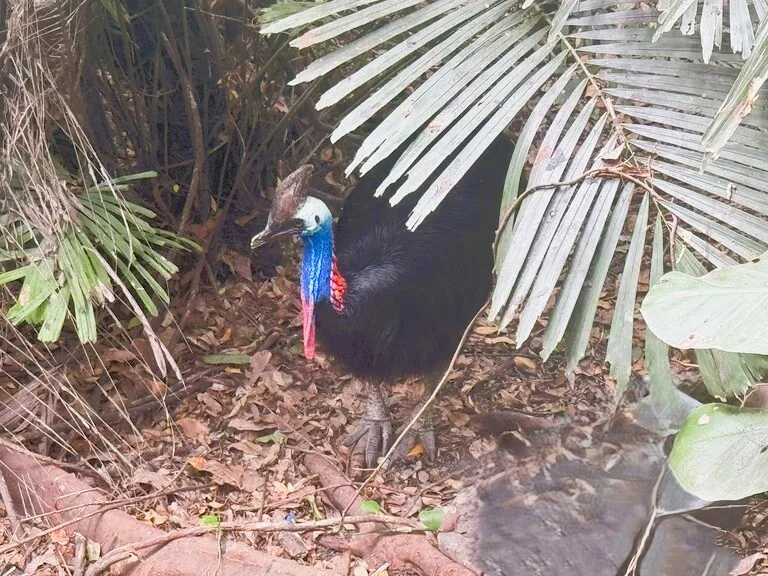 アドベンチャーパーク パプアニューギニア ポートモレスビーcassowary