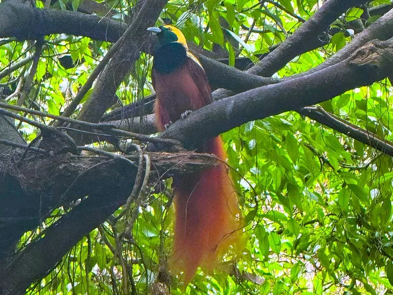 パラダイス 極楽鳥 Port-Moresby-Nature-Park パプアニューギニア ポートモレスビー 観光