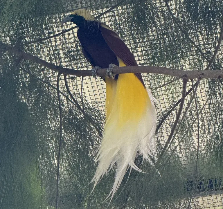 パラダイス 極楽鳥 Port-Moresby-Nature-Park パプアニューギニア ポートモレスビー 観光