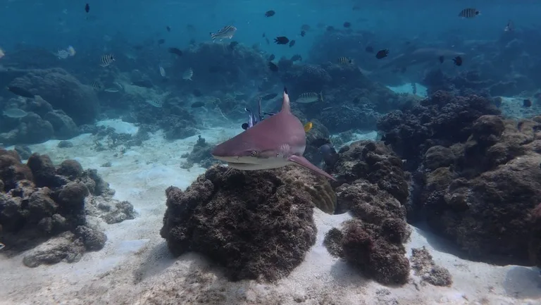 ソロモン諸島 観光 東レンネル