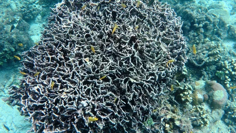 ソロモン諸島 観光 ロビアナラグーン