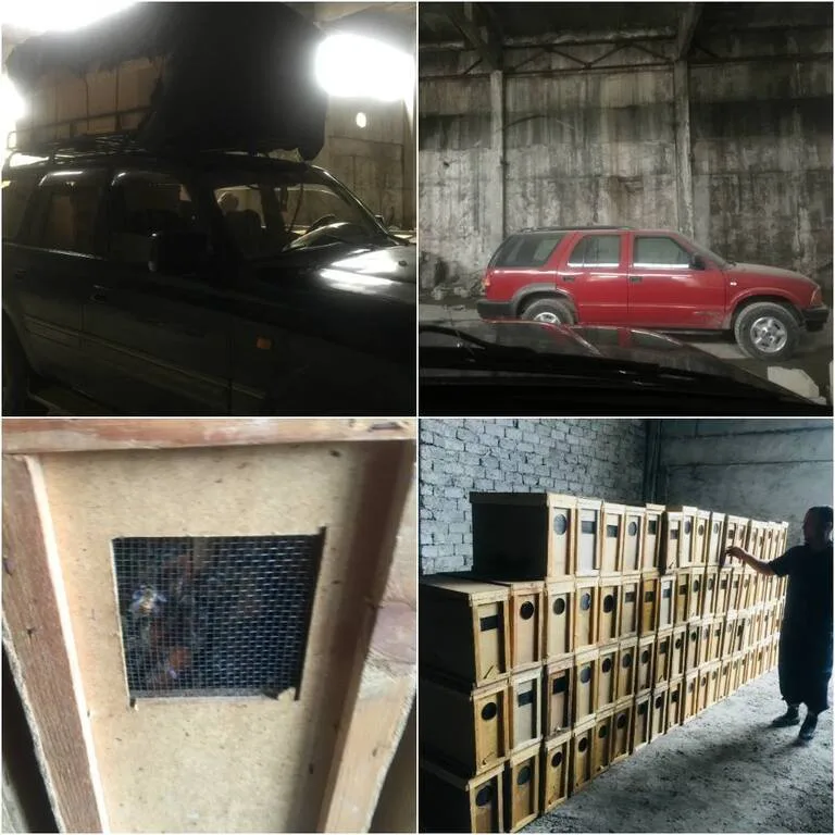 ホジャンドから移動した車と積み荷のハチ