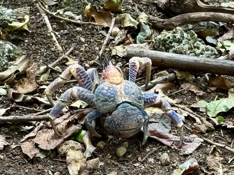 クリスマス島のココナツクラブが森を歩いている様子