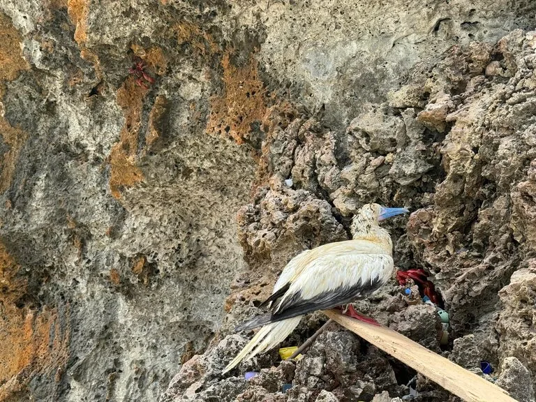 プラスティックゴミをかぶり、疲弊しているアカアシカツオドリ