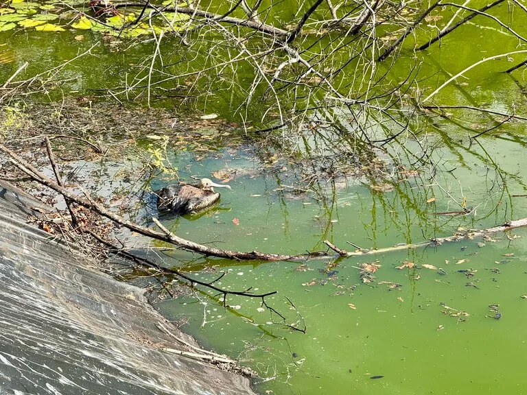 ケガをして水場に落ちて這い上がれなくなったChristmas Island Frigatebird(クリスマスオオグンカンドリ)