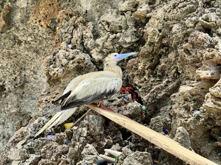 クリスマス島のGreta Beachにいたケガしたアカアシカツオ鳥とプラスティックゴミ