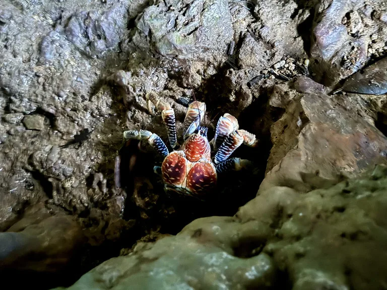 クリスマス島の岩の間に隠れるヤシガニ