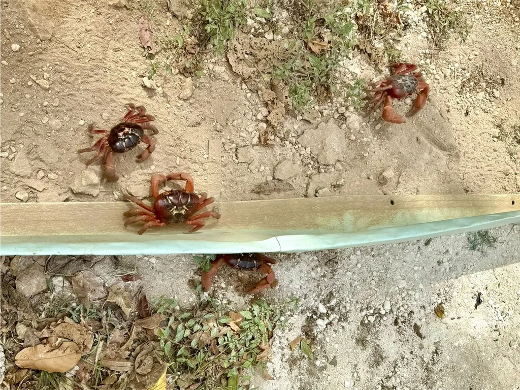 クリスマス島のカニを守るためのカニガード(Crab guard)とその周辺を歩く赤ガニ