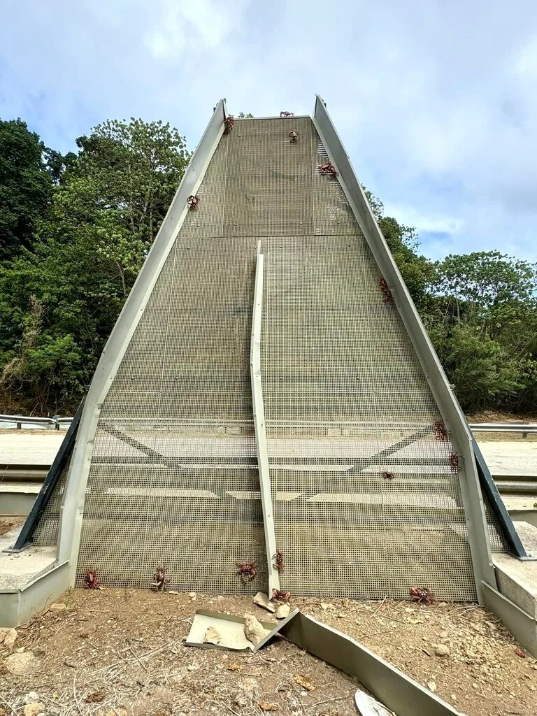 クリスマス島のCrab Bridgeと懸命に渡ろうとする赤ガニたち