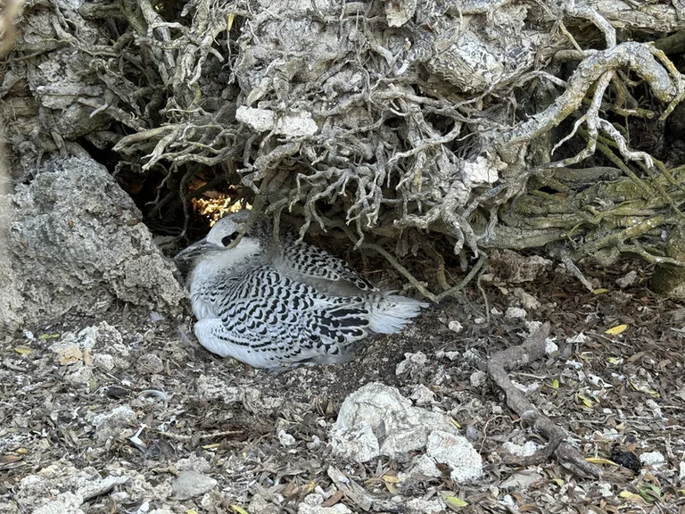 クリスマス島の海岸で木陰に隠れる Golden Bosun のひな鳥