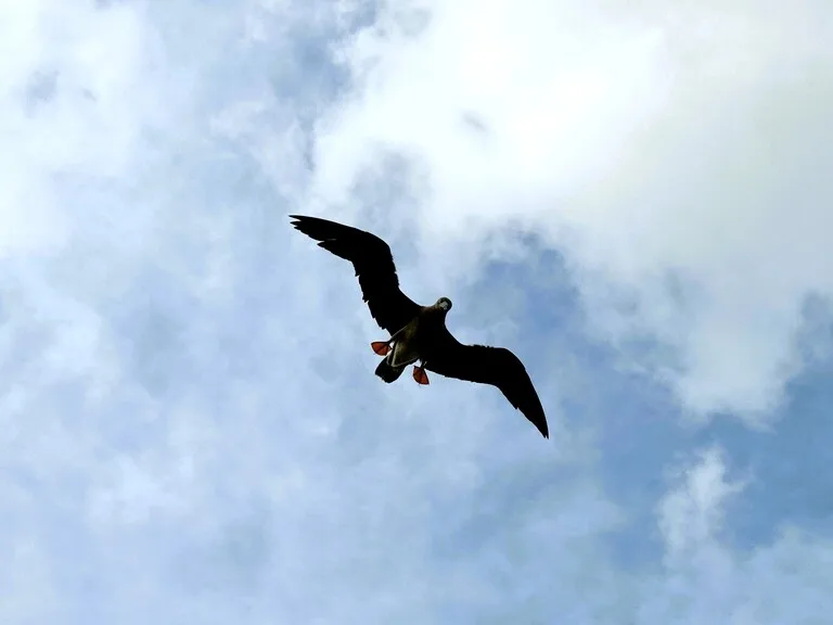 クリスマス島の上空を飛ぶBrown Booby(カツオ鳥)