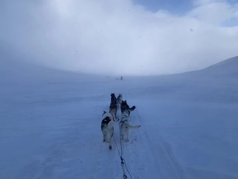 スヴァ―ルバル諸島のブルライトに染まる雪原を走りる犬ぞりチーム