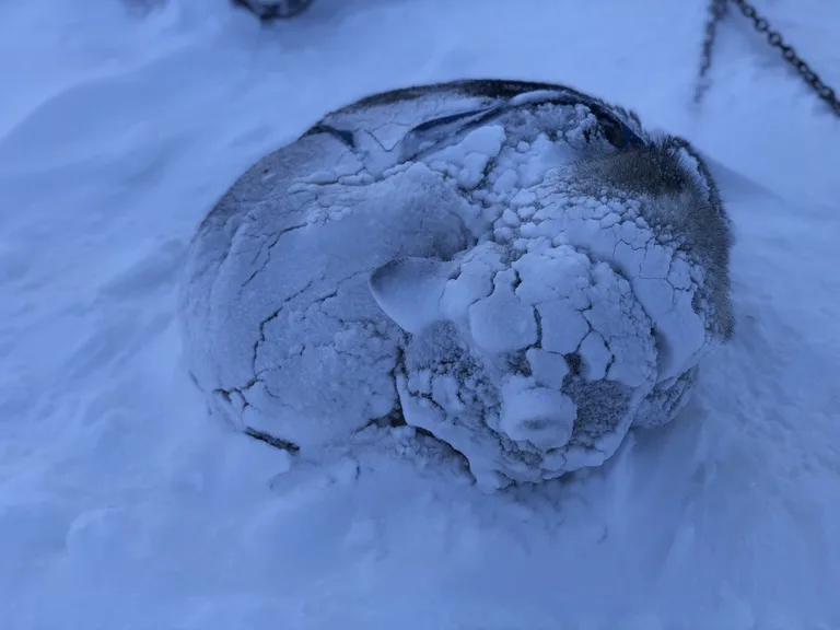 スバールバル諸島の雪原の中で休みを取る犬