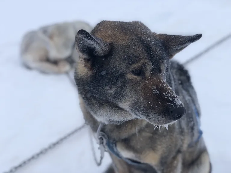 スバールバル諸島の雪原の中で休みを取る犬