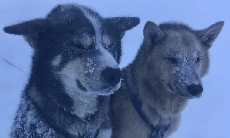 スバールバル諸島の雪原の中で休みを取る犬