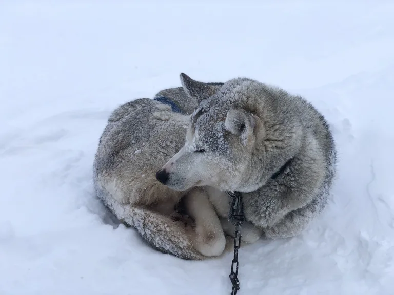 スバールバル諸島の雪原の中で休みを取る犬