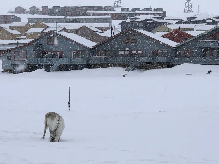 北極圏ロングイェールビーン(Longyearbyen)の街並みと野生のトナカイがいる雪景色