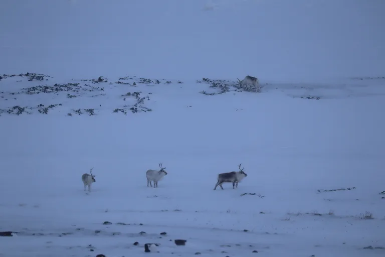北極圏ロングイェールビーン(Longyearbyen)の雪原と3頭の野生のトナカイがいる風景