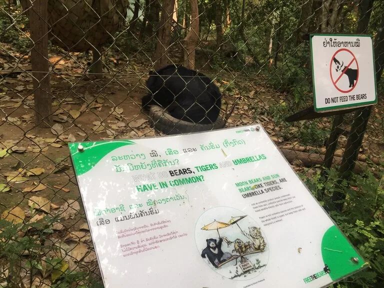 Tat Kuang Si Bear Rescue Centre(クアンシー・ベア・レスキューセンター)で保護されているツキノワグマと案内板