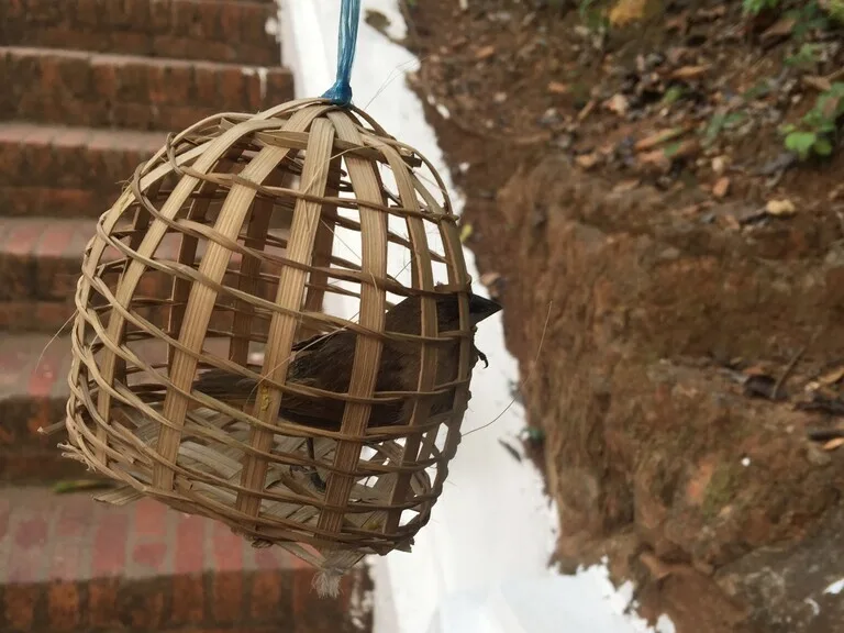 プーシーの丘(Phousi Hill)で売られているカゴに入ったスズメ