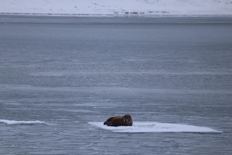 北極海のIsfjordenで見た海氷の上で休むWalrus(セイウチ)in Svalbard