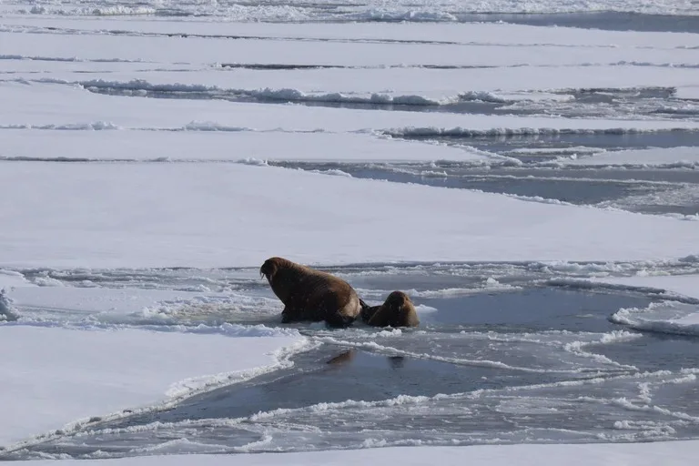 北極クルーズで遭遇したアゴヒゲアザラシの親子と海氷のある風景 in Svalbard