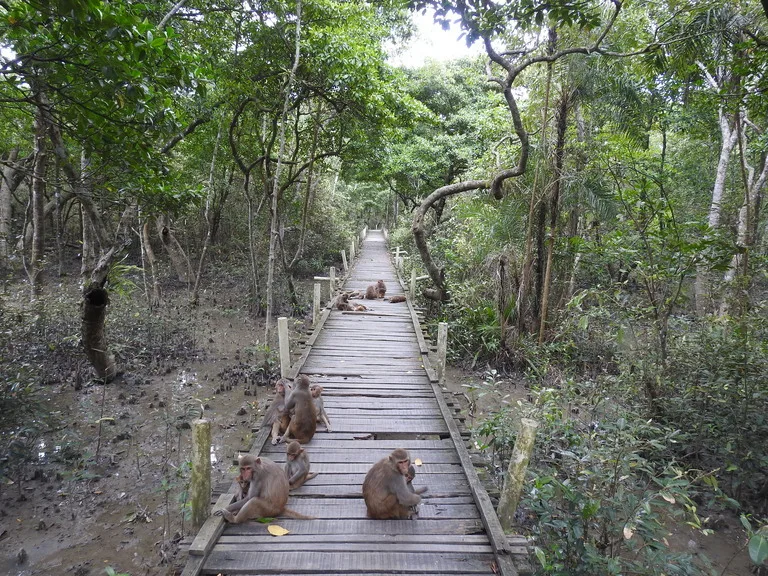 バングラデシュの世界遺産シュンドルボン国立公園（Sundarbans National Park）のマングローブの森と猿