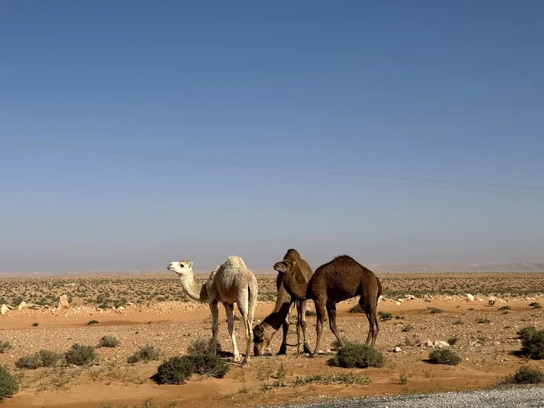 クウェートの砂漠とラクダ