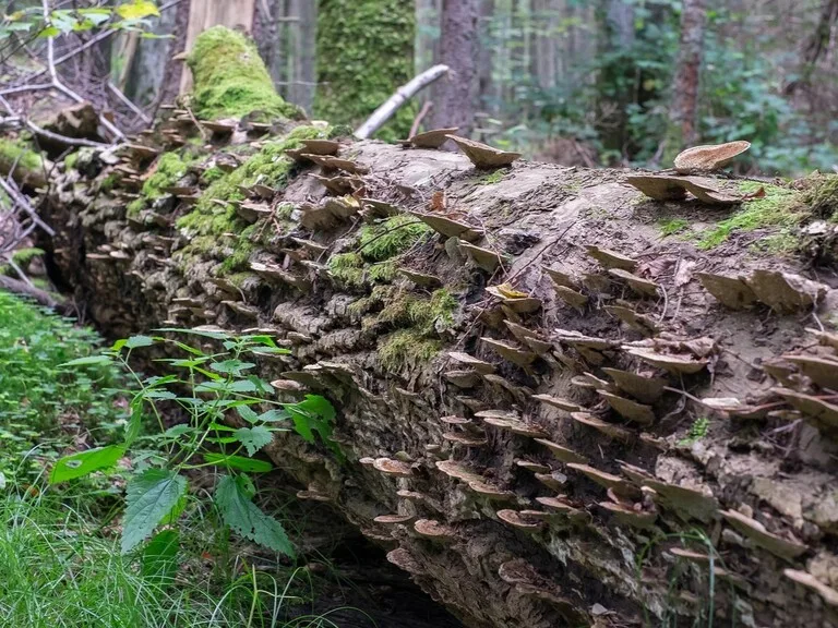 ポーランドの観光名所ビャウォヴィエジャの森（Białowieża Forest）