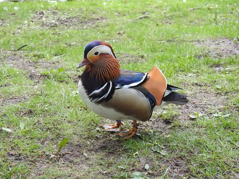 ワルシャワのラジエンキ公園（Łazienki Park）を歩くカモ